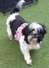 Lhasa Apso Dogs for adoption in Richmond, CA, USA