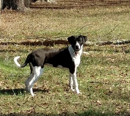 Border Collie-Pointer Mix Dogs for adoption in Montgomery, AL, USA