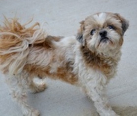 Shih Tzu Dogs for adoption in Rockwall, TX, USA