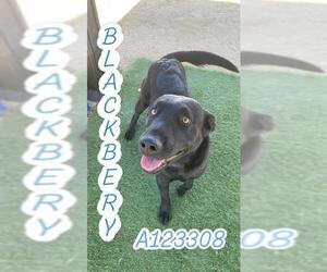 Labrador Retriever Dogs for adoption in HESPERIA, CA, USA