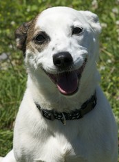 Jack Russell Terrier-Unknown Mix Dogs for adoption in Potsdam, NY, USA