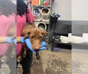Labrador Retriever-Unknown Mix Dogs for adoption in Tallahassee, FL, USA