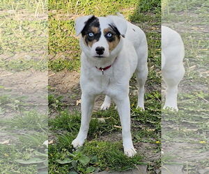 Australian Shepherd Dogs for adoption in Fishers, IN, USA
