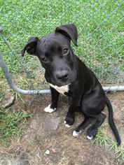American Staffordshire Terrier Dogs for adoption in Tampa, FL, USA