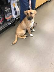 Mutt Dogs for adoption in WATERBURY, CT, USA