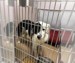 Border Collie-Unknown Mix Dogs for adoption in Martinez, CA, USA