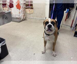 Medium Photo #1 Boxer Puppy For Sale in Riverside, CA, USA