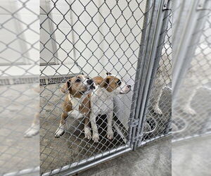 American Bulldog-Unknown Mix Dogs for adoption in Temple, TX, USA