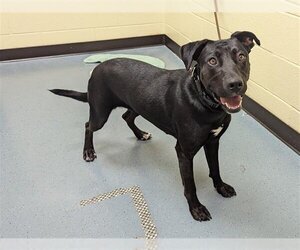 Labrador Retriever Dogs for adoption in Denver, CO, USA