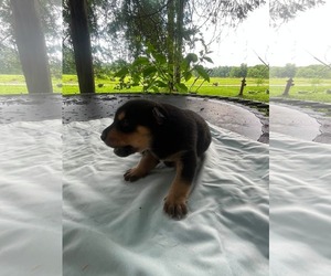 Doberman Pinscher-German Shepherd Dog Mix Dogs for adoption in HOPKINSVILLE/PRINCETON, KY, NH, USA