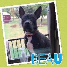 American French Bull Terrier Dogs for adoption in Claremore, OK, USA