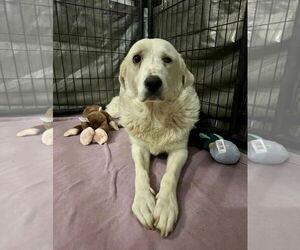 Great Pyrenees-Unknown Mix Dogs for adoption in Grafton, WI, USA