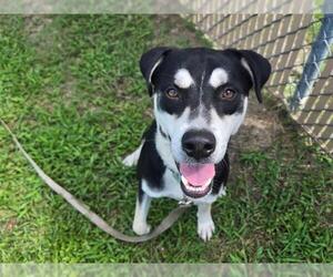Siberian Husky-Unknown Mix Dogs for adoption in Ocala, FL, USA