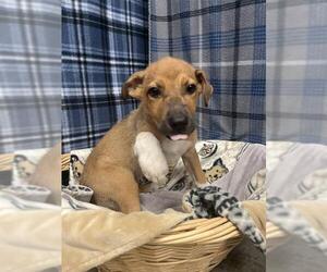 German Shepherd Dog Dogs for adoption in Rosenberg, TX, USA