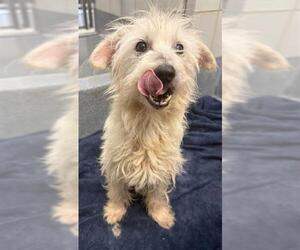 Mutt Dogs for adoption in San Antonio, TX, USA