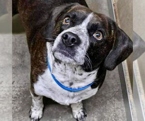 Boglen Terrier Dogs for adoption in Batavia, OH, USA