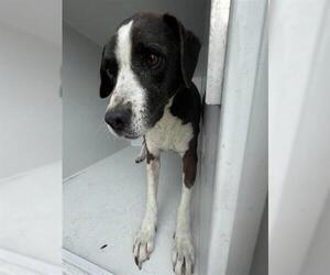 American Pit Bull Terrier-Labrador Retriever Mix Dogs for adoption in Houston, TX, USA