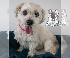 Shih-Poo Dogs for adoption in Kennesaw, GA, USA