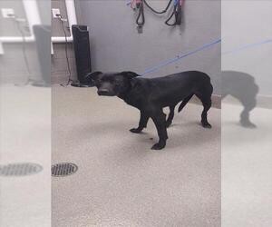 American Pit Bull Terrier-Unknown Mix Dogs for adoption in Las Vegas, NV, USA