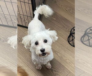 Havanese Dogs for adoption in Lebanon, PA, USA