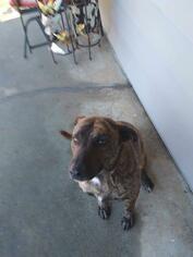 Plott Hound Dogs for adoption in Seminole, OK, USA