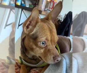 Chiweenie Dogs for adoption in Gulfport, MI, USA