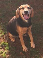 Medium Photo #1 Beagle Puppy For Sale in Williston, VT, USA