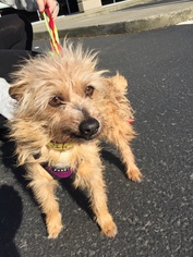 Cairn Terrier Dogs for adoption in Bellevue, WA, USA
