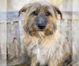 Cairn Terrier Dogs for adoption in Fredericksburg, TX, USA