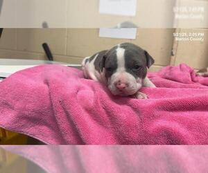 American Staffordshire Terrier-Unknown Mix Dogs for adoption in Ocala, FL, USA
