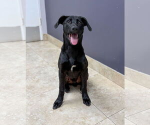 Labrador Retriever-Unknown Mix Dogs for adoption in San Diego, CA, USA