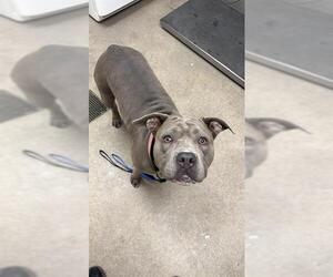 Mutt Dogs for adoption in HESPERIA, CA, USA