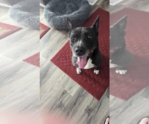 Mutt Dogs for adoption in Greensboro, NC, USA