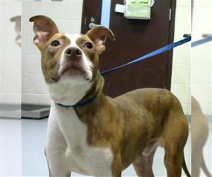 American Pit Bull Terrier Dogs for adoption in Fayetteville, NC, USA