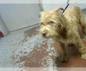 Tibetan Terrier Dogs for adoption in Atlanta, GA, USA