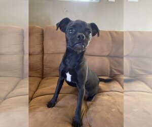 Pug-Unknown Mix Dogs for adoption in San Diego, CA, USA