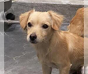 Mutt Dogs for adoption in Upland, CA, USA