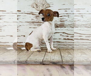 Jack-Rat Terrier Dogs for adoption in Rockaway, NJ, USA