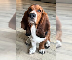 Basset Hound Dogs for adoption in Deepwater, NJ, USA