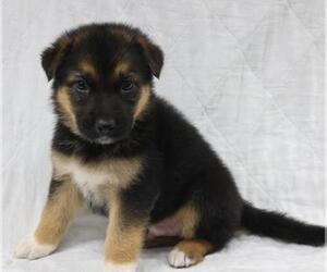 Mutt Dogs for adoption in Thief River Falls, MN, USA