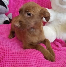 Australian Terrier-Unknown Mix Dogs for adoption in Stockton, CA, USA