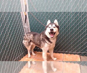 Siberian Husky Dogs for adoption in Downey, CA, USA