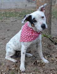 Mutt Dogs for adoption in Junction, TX, USA