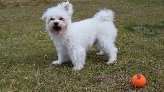 Maltese Dogs for adoption in Garner, NC, USA