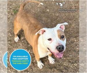 American Pit Bull Terrier-Unknown Mix Dogs for adoption in Santa Cruz, CA, USA