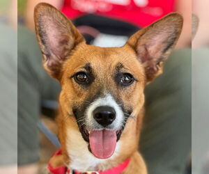 Retriever -Unknown Mix Dogs for adoption in Canton, CT, USA