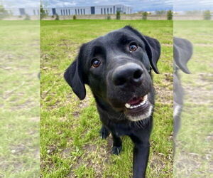 Labrador Retriever-Unknown Mix Dogs for adoption in Plymouth, MN, USA