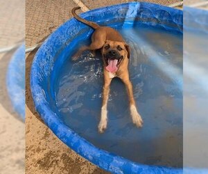 Boxer Dogs for adoption in Globe, AZ, USA