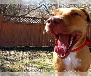 American Staffordshire Terrier-Unknown Mix Dogs for adoption in Austin, TX, USA