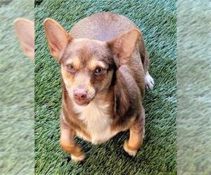 Dorgi Dogs for adoption in Olalla, WA, USA